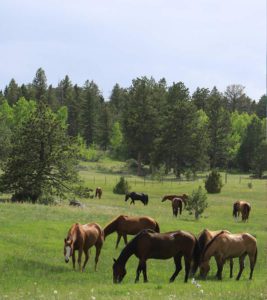 Colorado Rustic Wedding Venues