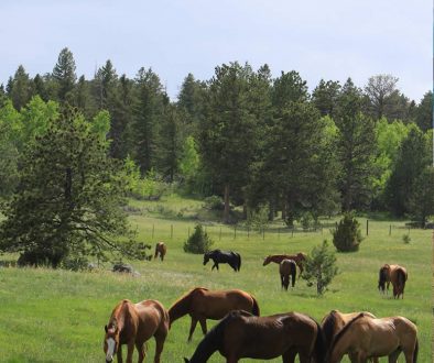 Colorado Rustic Wedding Venues